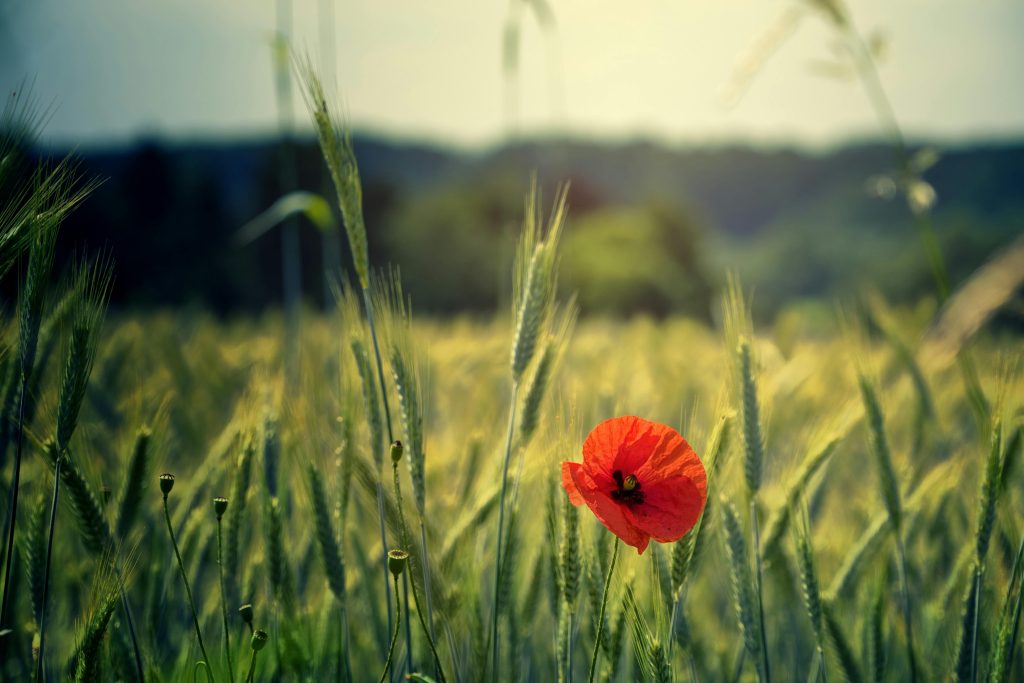 Remembrance Day | Police Mutual