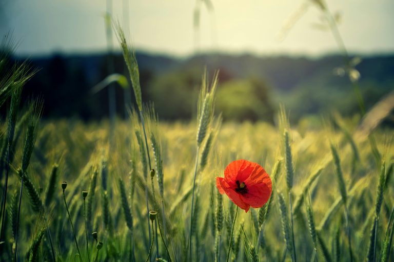 Remembrance Day | Police Mutual