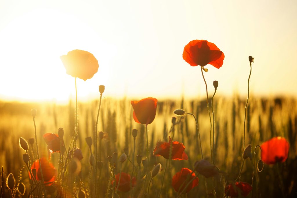 Remembrance Day | Police Mutual